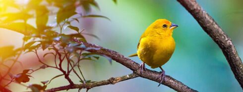 Paukščių stebėtojų rojus: Tenerifės paukščių įvairovės atskleidimas